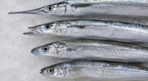 秋刀魚に似た魚の頭部と口元の違い