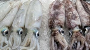 色や目の状態で見るイカの鮮度比較