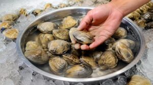 水に入った新鮮なはまぐりを確認する様子
