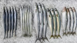 秋刀魚に似た魚の種類比較