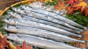 氷の上に並ぶ新鮮な秋刀魚