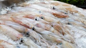 氷の上に並ぶ新鮮な小ヤリイカ