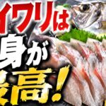 カイワリは刺身が最高！プロが教えるうまい食べ方と簡単料理レシピ
