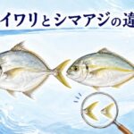 カイワリとシマアジの違いは味と見分け方にあり！プロが教える見極めのコツ