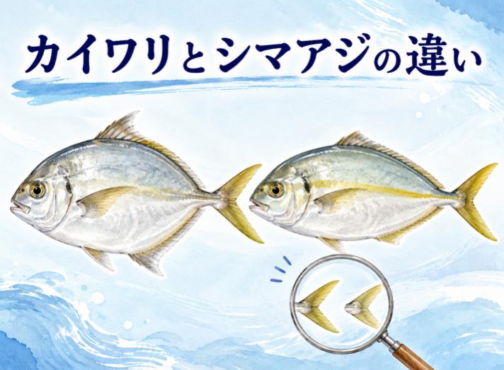 カイワリとシマアジの違いは味と見分け方にあり！プロが教える見極めのコツ