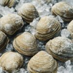 しじみを冷凍保存する方法|鮮度を保つコツと活用レシピ